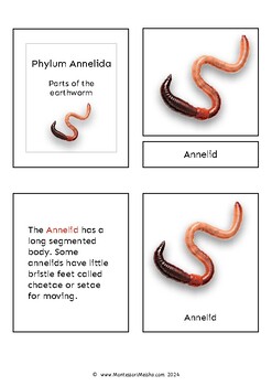 Phylum Annelida -- Polychaeta Flashcards