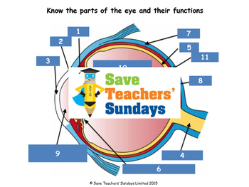 Preview of Parts Of The Eye Lesson Plan, Worksheet and Plenary / Quiz