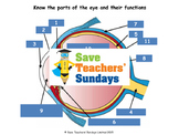 Parts Of The Eye Lesson Plan, Worksheet and Plenary / Quiz