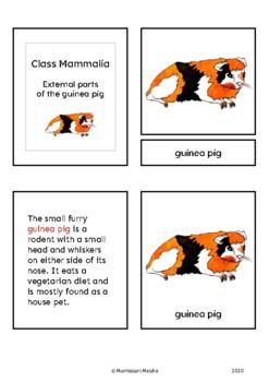 Preview of Parts of the guinea pig (Mammalia) - Montessori nomenclature cards