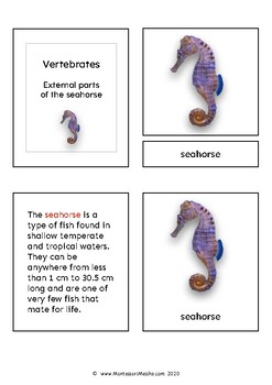 Preview of Parts of the seahorse (fish) - Montessori nomenclature cards