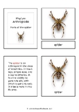 Parts of the spider (arachnid) - Montessori nomeclature cards