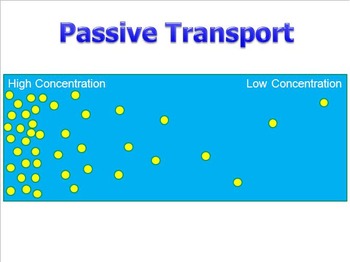 Preview of Passive Transport (Diffusion) PowerPoint