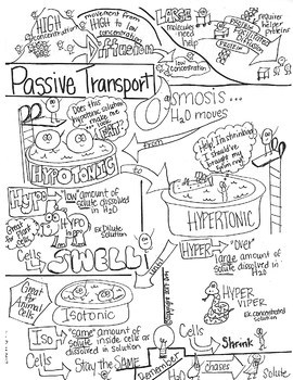 Passive Transport Sketch Notes Doodle Notes W/Teacher's Guide & Student ...