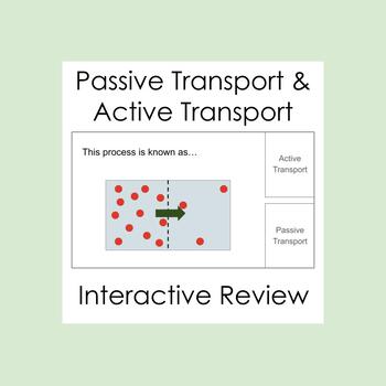 Preview of Passive and Active Transport Review