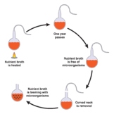 Pasteur's Experiment.