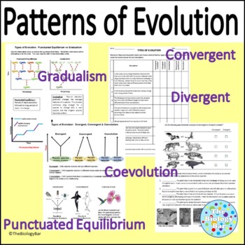 Preview of Patterns of Evolution Gradualism Punctuated Equilibrium Divergent and More