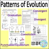 Patterns of Evolution Gradualism Punctuated Equilibrium Di