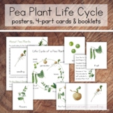 Pea Plant Life Cycle Pack