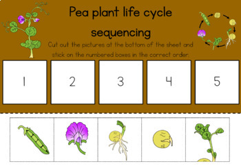 Download 338+ Lesson Plans Prickly Flower Pods Lesson Plan Coloring