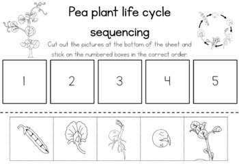 Pea life cycle sequencing activity worksheet by Little Blue Orange