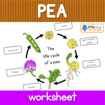 Pea life cycle worksheet by Little Blue Orange | TpT