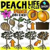Peach Life Cycle Clip Art Set {Educlips Clip Art}