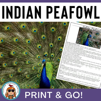Preview of Peacock or Peahen aka Indian peafowl research page for writing bird reports