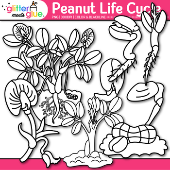peanut plant coloring page