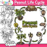 Peanut Life Cycle Clipart: Plant Diagram Clip Art Black & 