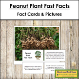 Peanut Plant Fast Facts - Montessori Botany Cards & Pictures