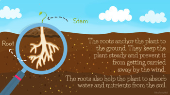 Pear Deck™ Science 1st/2nd Grade The Plant Life Cycle Distance Learning