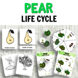 Pear Life Cycle Activities for Science Centers Montessori 