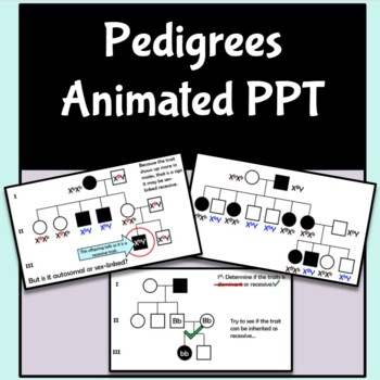 Preview of Pedigrees in Genetics Animated PowerPoint