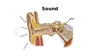 Peer education: hearing loss, ear anatomy, and technology by Rachel Lee