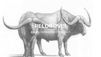 Preview of Pelorovis