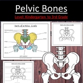 Pelvic  girdle Skeleton Bones Pelvis Anatomy
