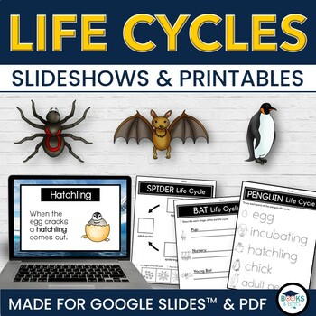 Preview of Penguin, Bat, Spider Life Cycles - Slideshows for Google Slides™ + Printables