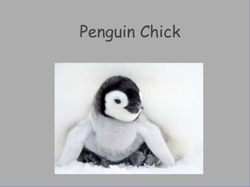 Preview of Penguin Chick (and Main Idea) Flipchart