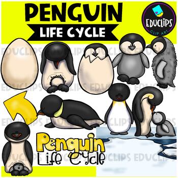 Preview of Penguin Life Cycle Clip Art Set {Educlips Clipart}