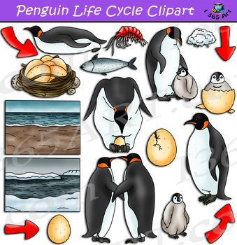 Preview of Penguin Life Cycle Clipart