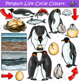 Penguin Life Cycle Clipart