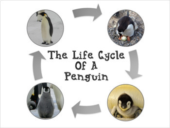 Little Penguins (Kororā) Life Cycle