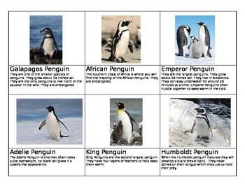 Preview of Penguin Species Cards