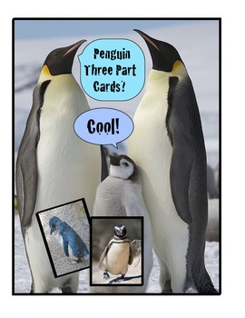 Preview of Penguin Species Three Part Cards