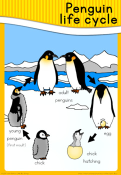 Penguin life cycle poster by Little Blue Orange | TpT