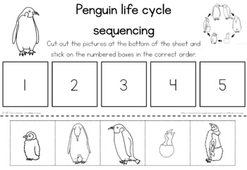 Penguin life cycle sequencing activity worksheet by Little Blue Orange