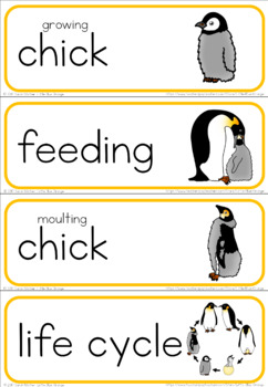 Penguin life cycle word wall by Little Blue Orange | TpT