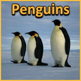 Penguins - PowerPoint & Activities