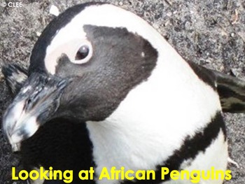Preview of AFRICAN ANIMALS: Penguins - PDF presentation