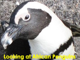 AFRICAN ANIMALS: Penguins - PDF presentation