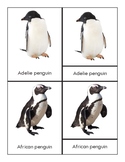 Penguins: Three Part Cards