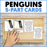 Penguins Vocabulary Cards | 18 Species of Penguins | Pengu