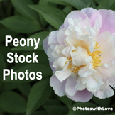 Peony Stock Photos