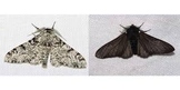 Peppered Moth Virtual Simulation