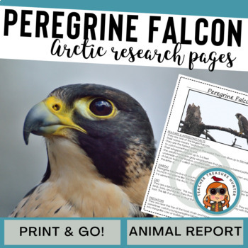 Preview of Peregrine Falcon Arctic Animal Research Report Information and writing pages