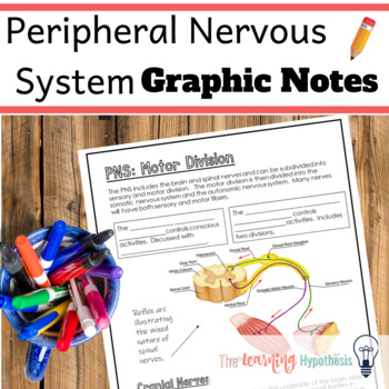 Preview of Peripheral Nervous System Worksheets.  Sympathetic and Parasympathetic & MORE