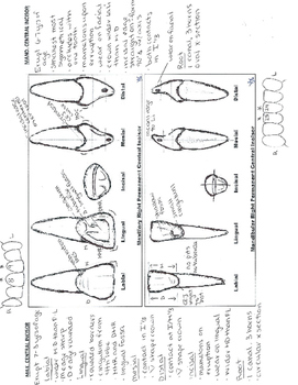 Preview of Permanent Tooth Study Guide