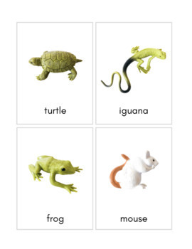 Safari Ltd. Frogs & Turtles Toob