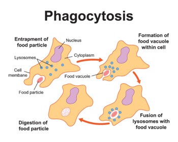 Preview of Phagocytosis Process in Immune System. Virus Digestion.